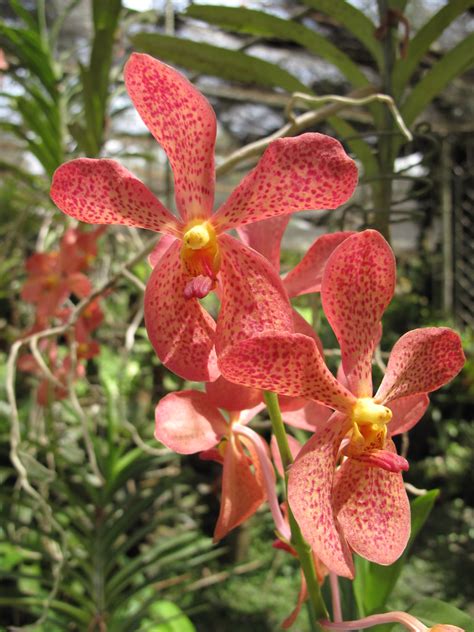 Isabela Green Valley Orchidarium (Cauayan City) .